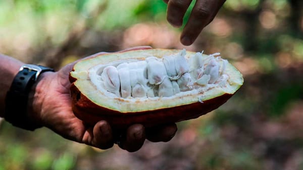 Ministerio de Agricultura está pidiendo 4.1 billones de pesos para presupuesto 2026
