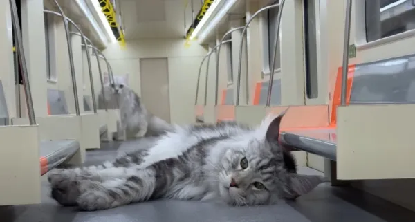 Tan asombrosa como bella: Youtuber construye una ciudad en miniatura para sus gatos