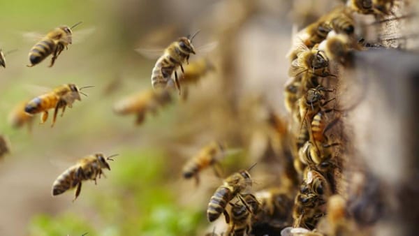 Hospitalizados dos adultos mayores tras picadura de 200 abejas en Santander