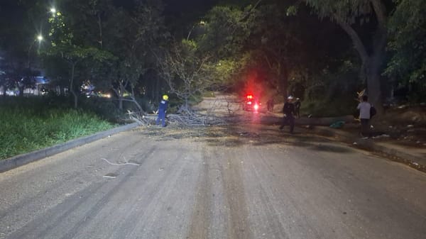 Árbol obstaculizó el tráfico vehicular en Centroabastos