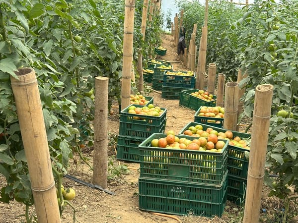 Piedecuesta promueve el agro local con compras para el PAE