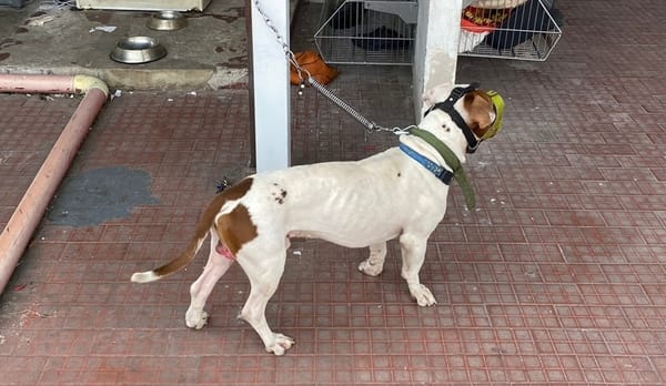 Multas por más de 200 millones de pesos en Bucaramanga a maltratadores de animales