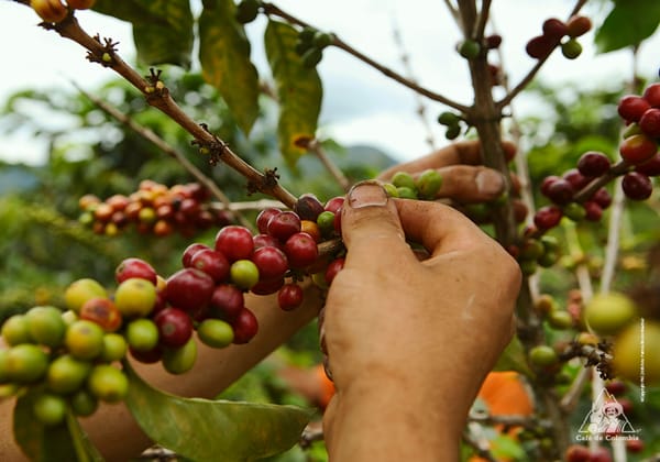 Prevén grandes resultados en la cosecha cafetera del presente año en Santander