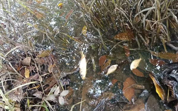 Mortandad de fauna y flora por derrame de gasolina en la  Ciénaga San Silvestre