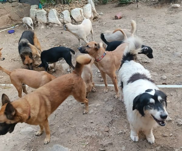Buscan padrinos para ‘peluditos’ de fundación Damas Colombia