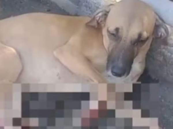 Indignante: rescatan a perro herido a bala que deambulaba por más de una semana en Bucaramanga