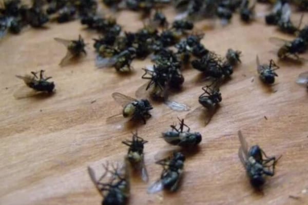 Realizarán estudio para determinar el origen de plaga de moscas en La  Mesa de Los Santos