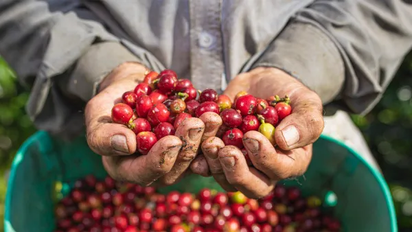 Año cafetero 2024/25 con la producción más alta de las últimas tres décadas en Colombia