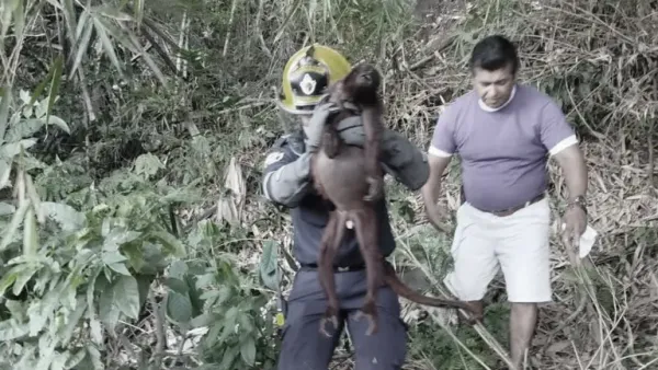 Investigan muerte de mono araña luego de violento ataque