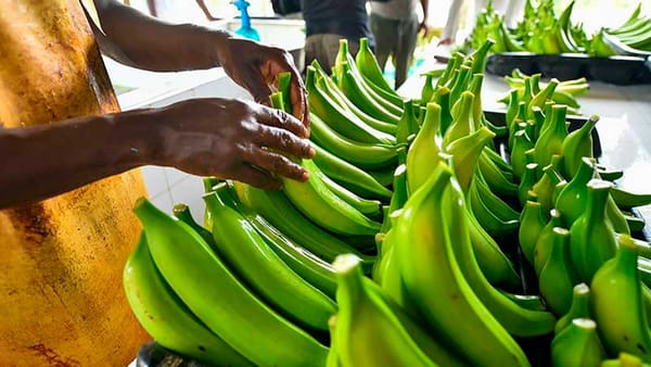 Exportaciones del agro registraron un alza del 29,6% durante septiembre