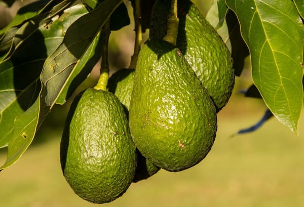 Colombia adopta linea ambiental para el cultivo sostenible de aguacate