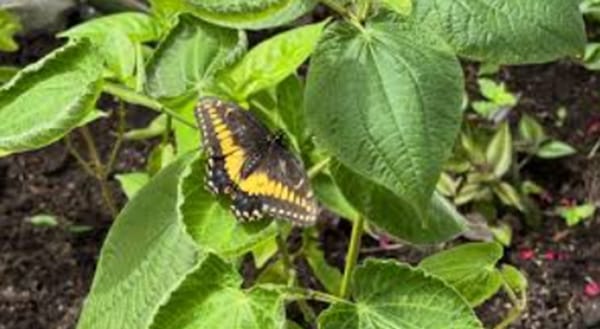 Mariposarte de Neomundo es el primer mariposario instalado en un centro de convenciones en el  país