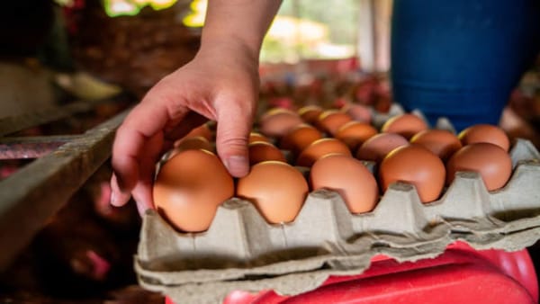Huevo colombiano ingresará a Estados Unidos y Santander es  el segundo productor nacional
