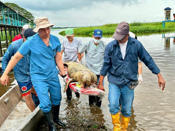 Muere otro manatí en la ciénaga de El Llanito en Barrancabermeja