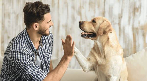 Mascotas y vecinos: Congreso se prepara para regular la tenencia de mascotas en edificios y conjuntos residenciales