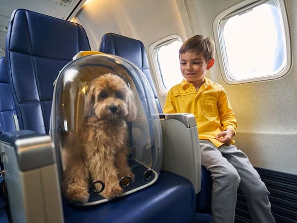 No más bodegas: nueva ley obliga a transportadoras de pasajeros a incluir a las mascotas junto a sus dueños