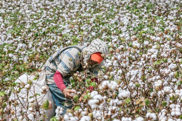 Santander pide ser incluido en la política pública que quiere reactivar cultivo de algodón en Colombia