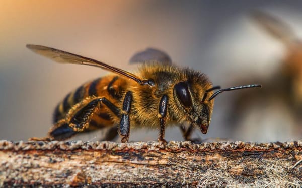 Abejas protegidas en el papel, olvidadas en la práctica: llamado del Congreso al Gobierno