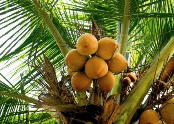 SOS por el coco: proyecto de ley pretende asignar recursos para aumentar su producción