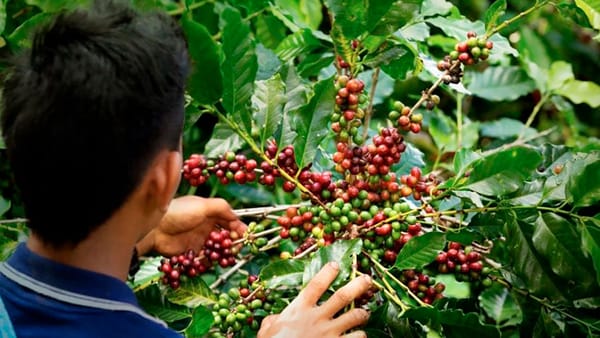 En 2025 se exportaron productos agroindustriales por US$3.965 millones