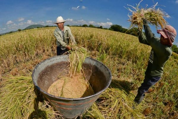 Arroceros piden incentivos para evitar agudizamiento de la crisis financiera del sector