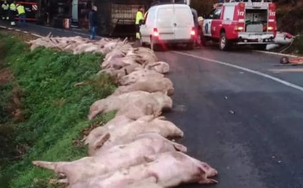 `Parrillada’ no programada deja seis mil cerdos 'achicharrados'