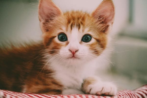 El 20 de febrero es el Día del Gato