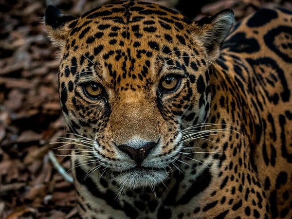 Política ambiental para proteger el jaguar en Santander