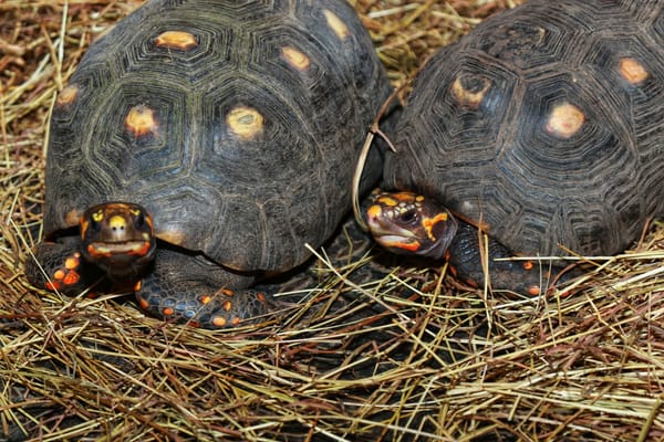 Liberan 60 tortugas morrocoy en Santander