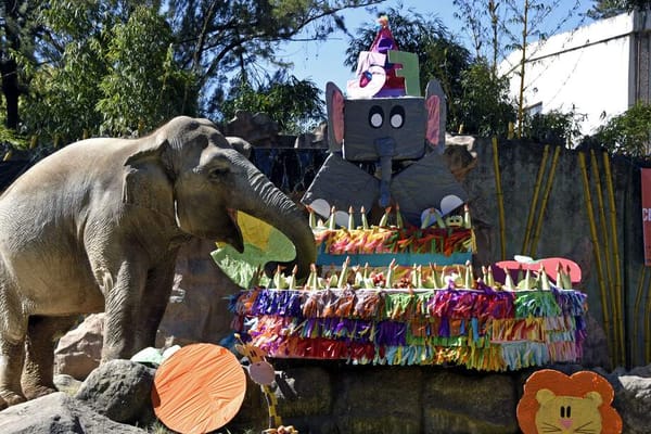 La elefanta ‘Trompita’ celebra sus 65 años