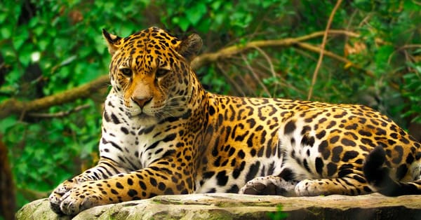 UN SANTUARIO DONDE EL JAGUAR RECUPERA SU REINO