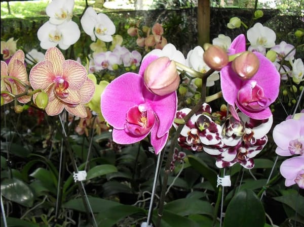 La belleza natural florece en El Libro Total