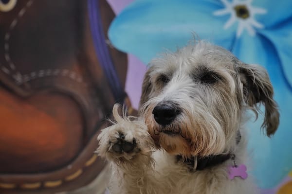La esterilización animal ya no se podrá hacer ‘a la loca’, conozca los nuevos lineamientos para castrar a su mascota