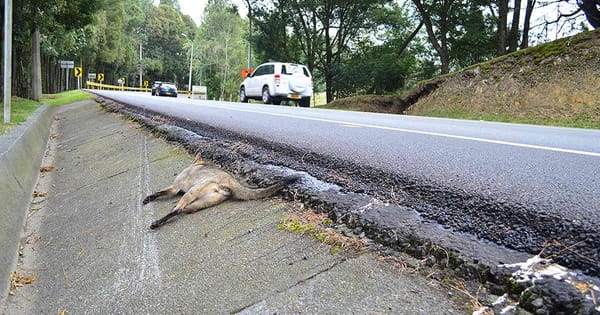 Gobierno lanza guía obligatoria para prevenir atropellamiento de fauna en las vías del país