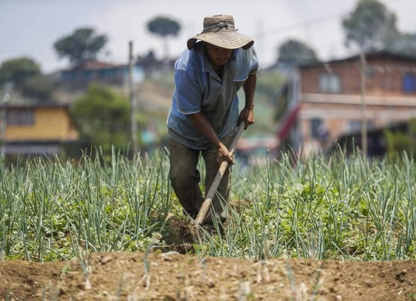 Proponen amnistía para campesinos deudores: aliviaría créditos con el Banco Agrario