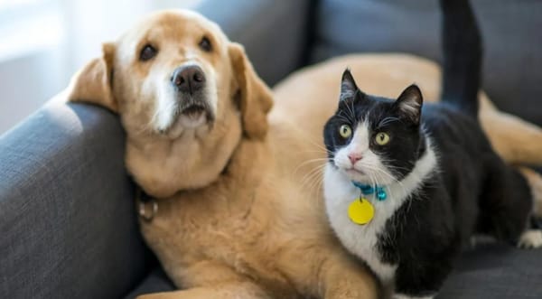 Mascotas en peligro en Floridablanca porque están envenenándolas