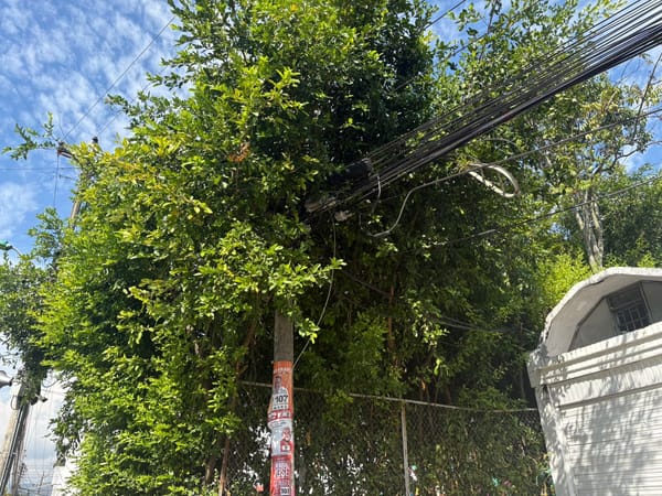 Poda de árboles indispensable   para evitar tragedias en Bucaramanga