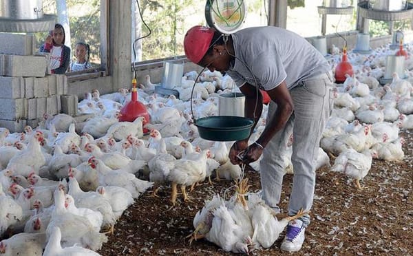 Producción avícola enfrenta crisis