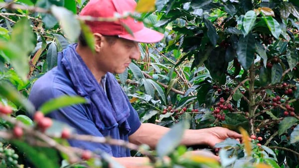 Pilas cafeteros de Santander: vienen $52.000 millones para mitigar llegada de El Niño