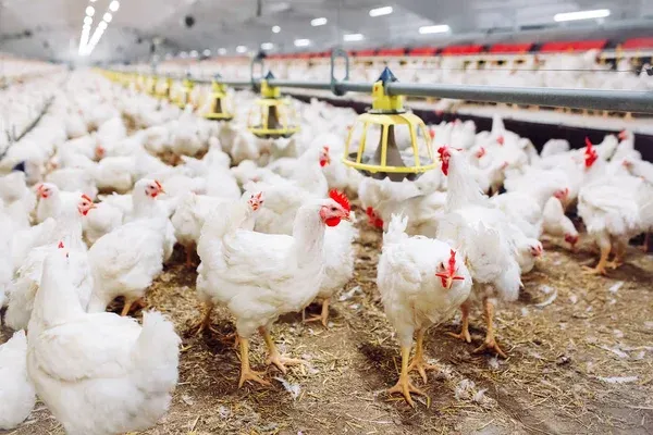 Paro por avalúos aprieta al campo: avicultores alertan riesgo en la cadena alimentaria por bloqueos en Santander