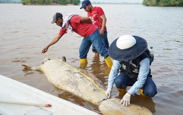 Alarma por otra muerte de un manatí en Barrancabermeja
