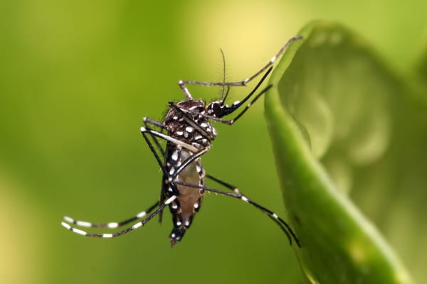 Cifras del dengue sitúan a  Santander como el quinto con más contagios en Colombia