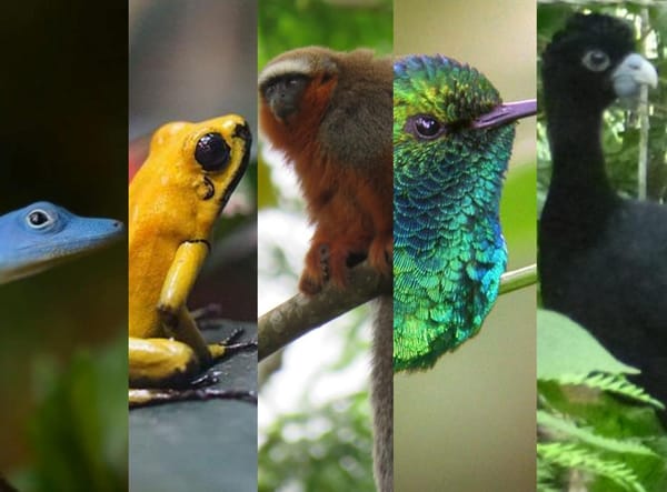 La otra víctima de la guerra: 44 especies al borde de la extinción por el conflicto armado en Colombia