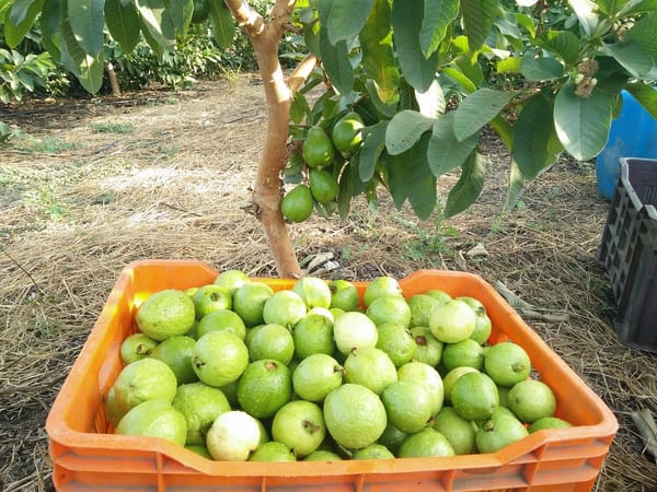 UTS abrió nuevo programa Agroindustrial en Piedecuesta