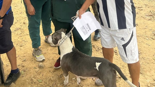 Récord en jornadas de control de población de perros y gatos