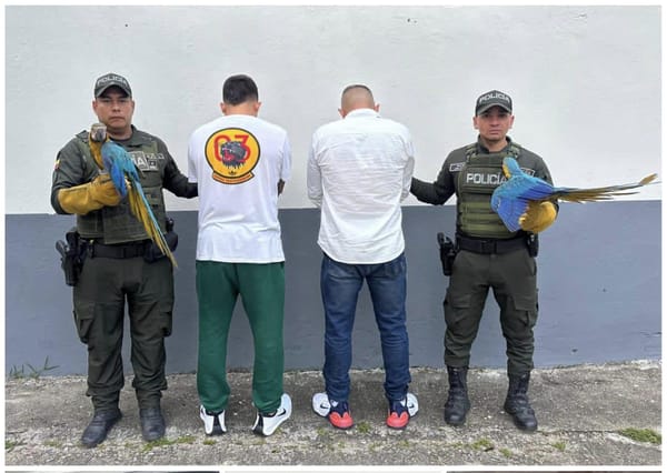 Rescate de guacamayas deja dos capturados en Bucaramanga