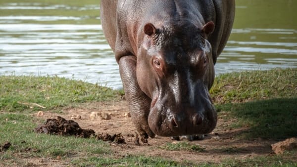 Barrancabermeja respalda eutanasia contra hipopótamos autorizada por el Gobierno nacional imagen de la publicación