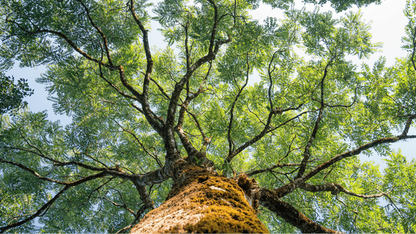 Día cívico por la naturaleza: sector público suspende actividades y privados cuestionan impacto en la productividad