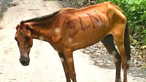 JEP: cada 30 minutos un animal es víctima de los grupos criminales