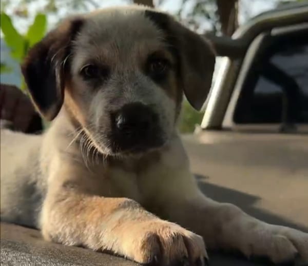 Recuperada una cahorra canina luego de violenta muerte de  otro animal en Bucaramanga